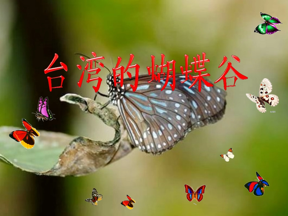 台湾的蝴蝶谷课件_第2页