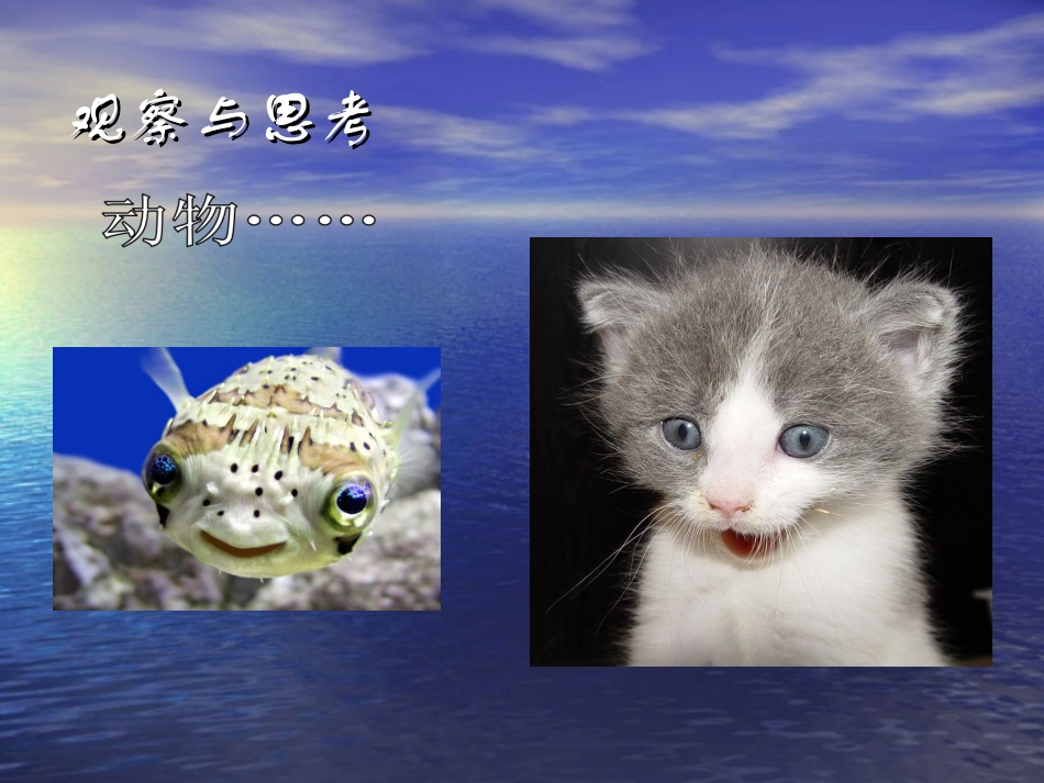 第一节-生物的特征_第3页