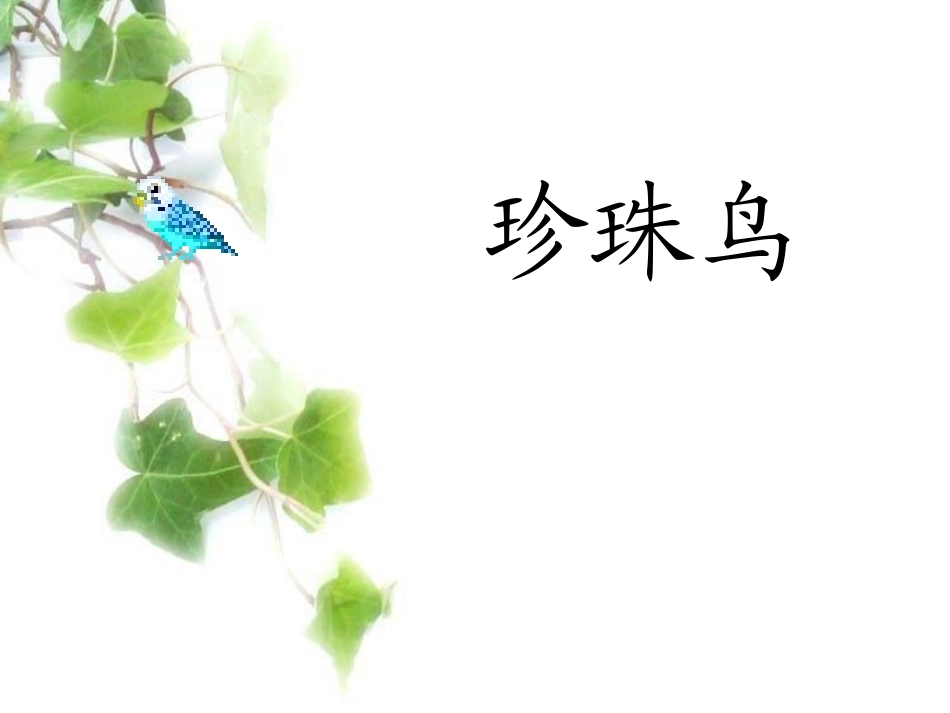 珍珠鸟 (5)_第1页