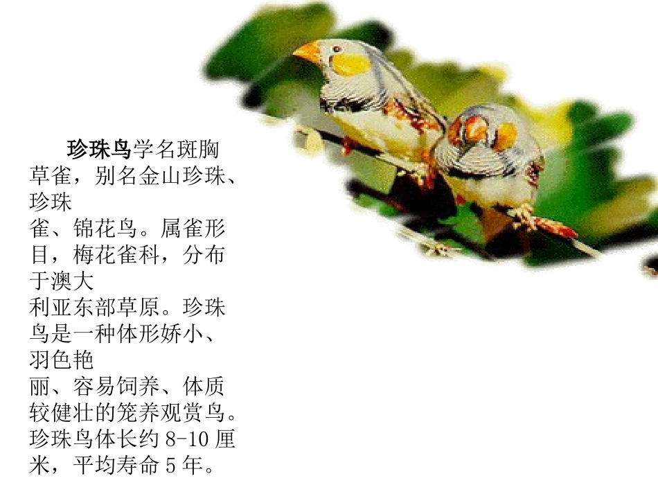 珍珠鸟 (5)_第2页