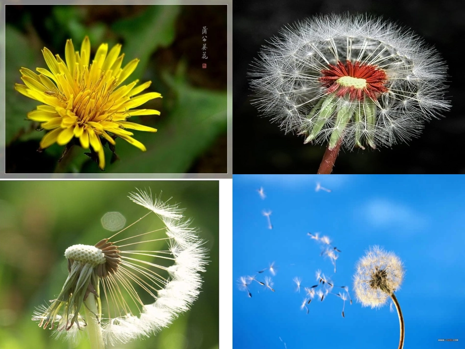 《金色的草地》_第3页