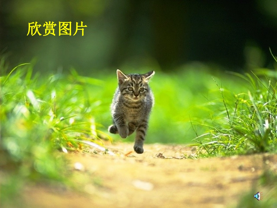 七年级语文下册_第26课《猫》课件_人教版_第2页