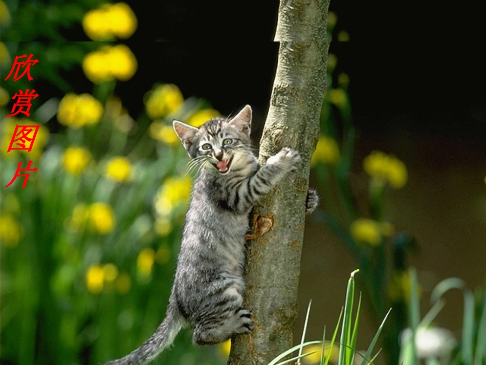 七年级语文下册_第26课《猫》课件_人教版_第3页