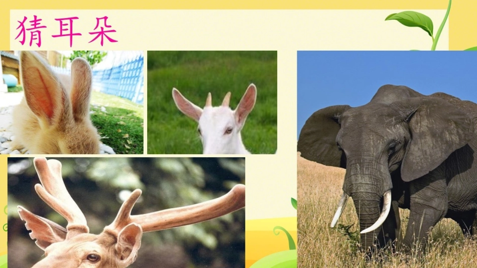 19大象的耳朵_第1页