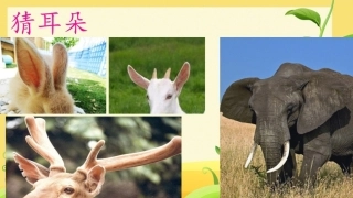19大象的耳朵