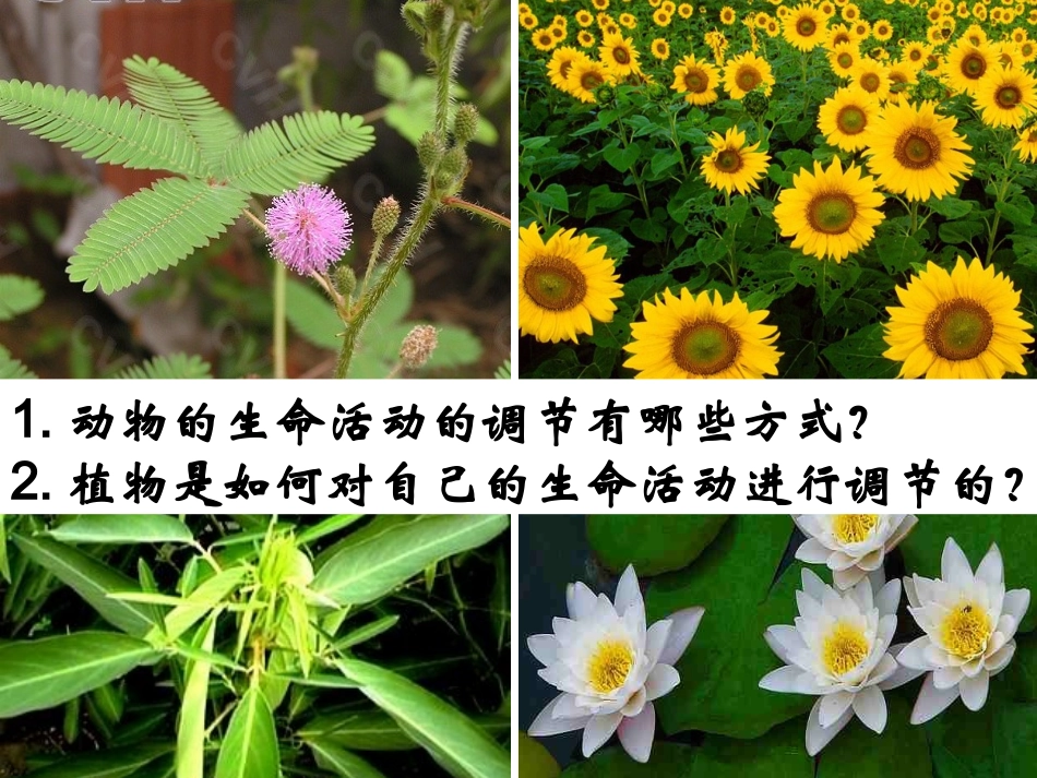 生长素的发现_第1页