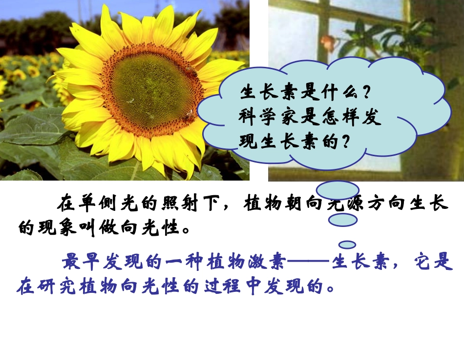 生长素的发现_第2页