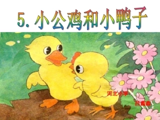 5小公鸡和小鸭子