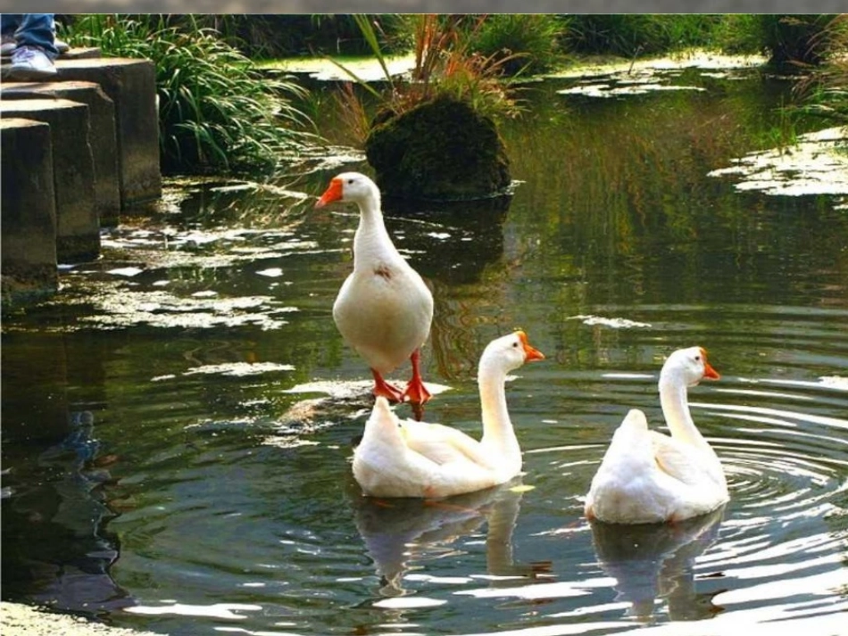 人教版四年级上册语文第四单元习作课件_第2页