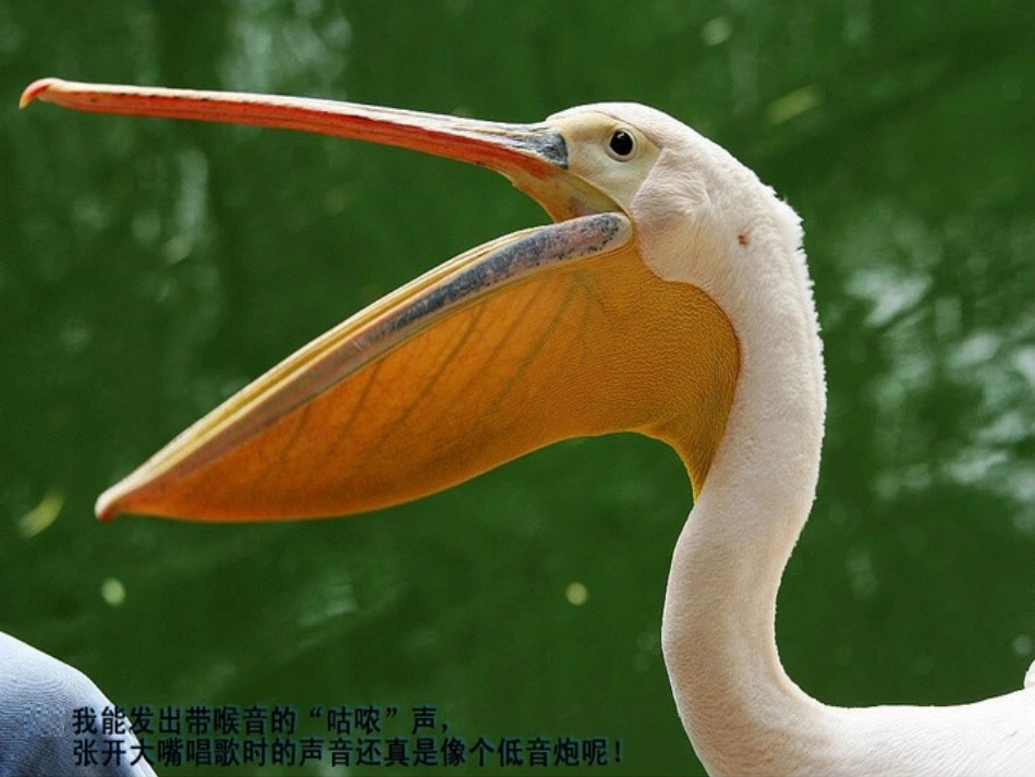 14.大嘴巴_第3页