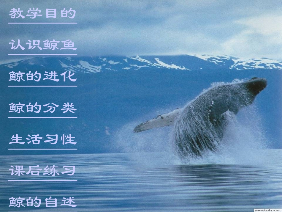 《鲸》 (2)_第2页
