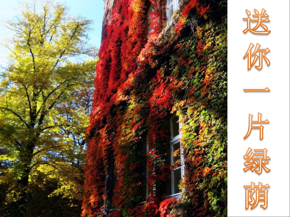 18《送你一片绿荫》_第1页