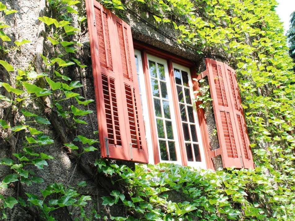 18《送你一片绿荫》_第3页