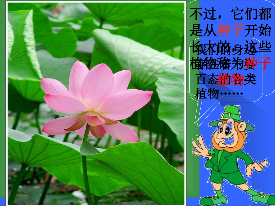 初一生物《种子植物》(上课)PPT课件_第3页