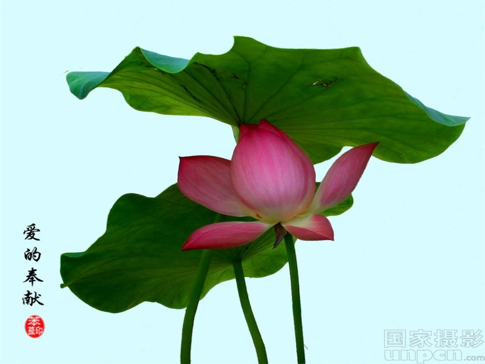 奉献主题班会_第2页