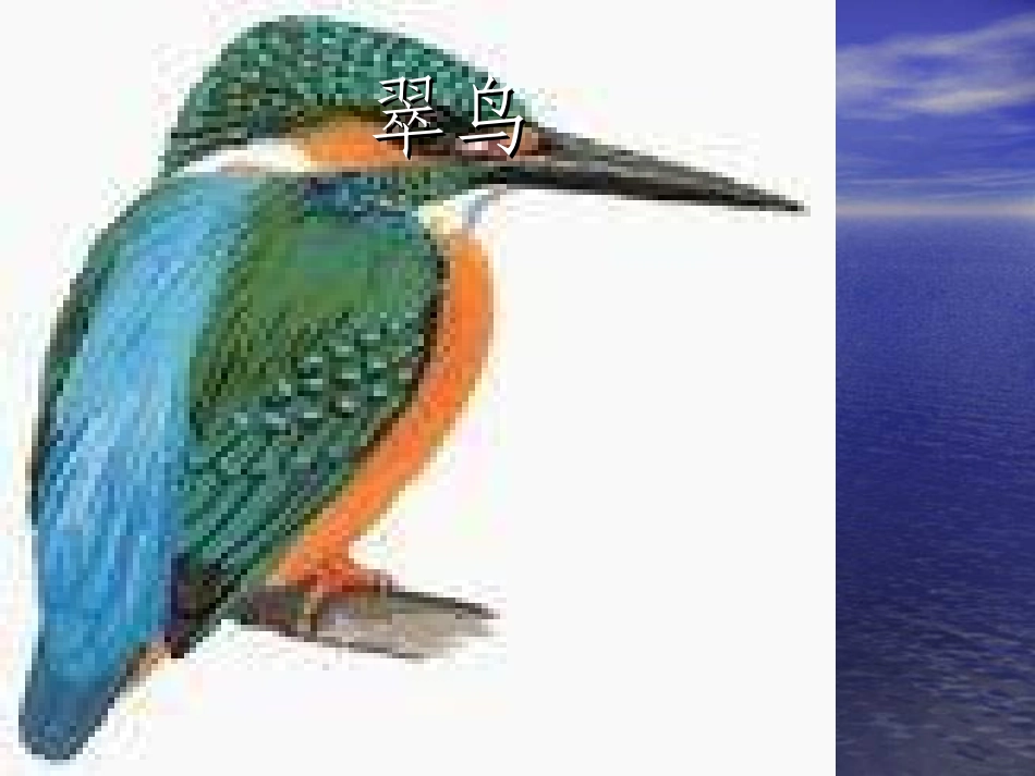 翠鸟PPT课件_第1页