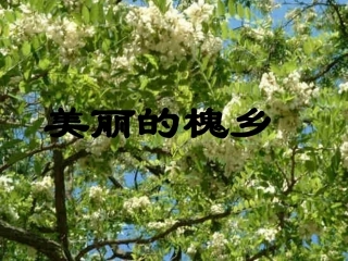 鄂教三年级下册第3课美丽的槐乡