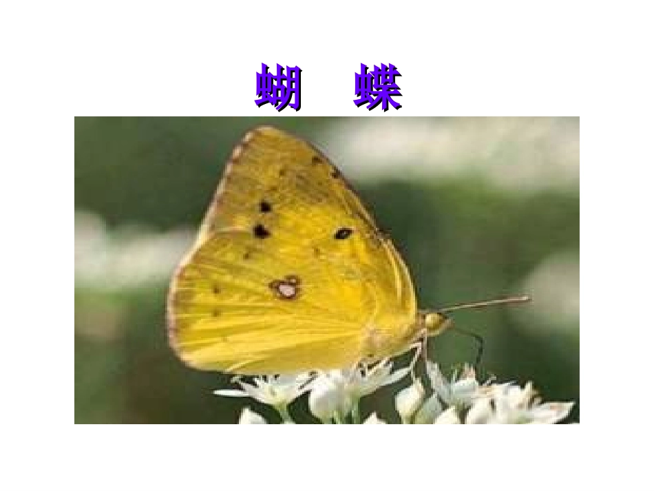小壁虎借尾巴公开课_第3页