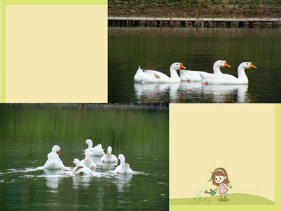 《白公鹅》课件3_第2页