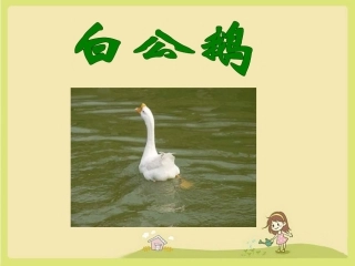 《白公鹅》课件3