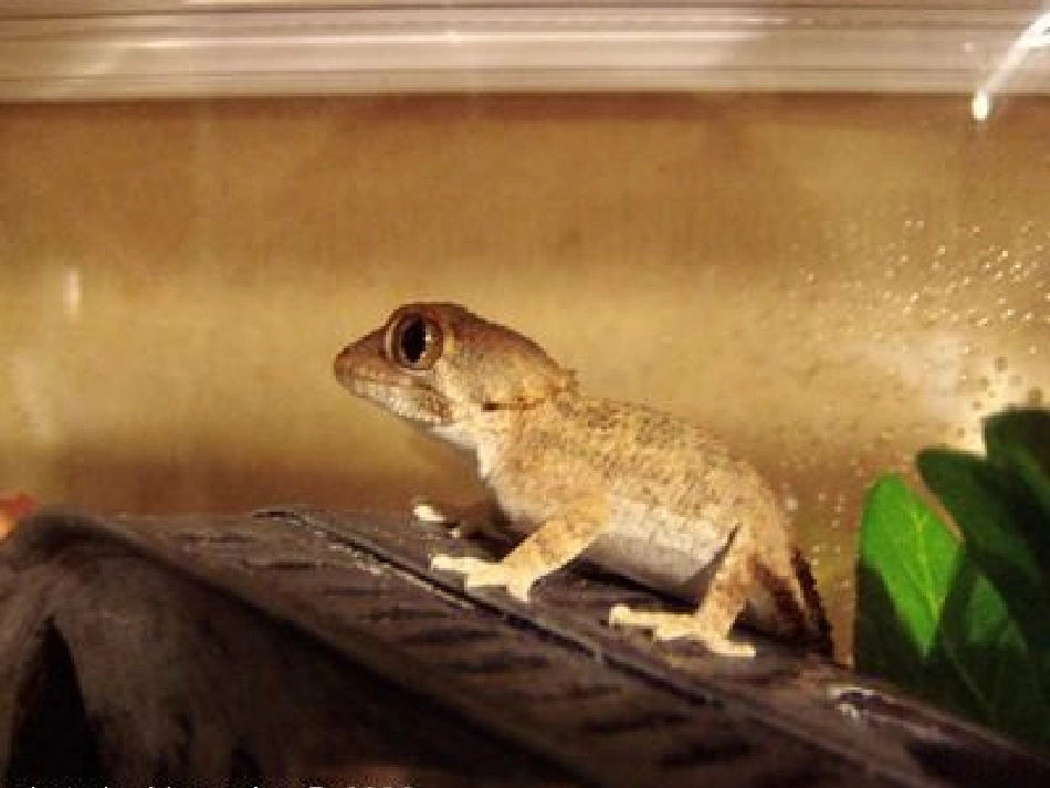 (部编)人教语文2011课标版一年级下册21.《小壁虎借尾巴》PPT_第2页