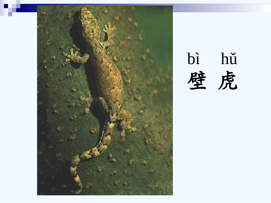 (部编)人教语文2011课标版一年级下册21.《小壁虎借尾巴》PPT_第3页