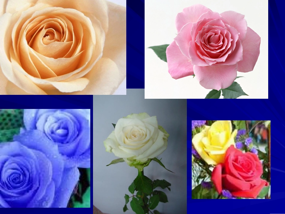 生物的变异课件_第2页