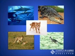 动物运动的形成（第一课时）