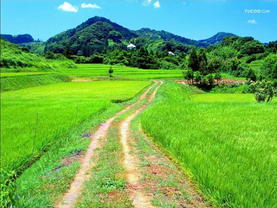 乡下人家课件_第3页