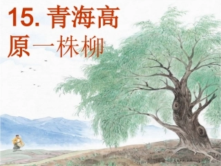 苏教版六年级语文上册15《青海高原一株柳》