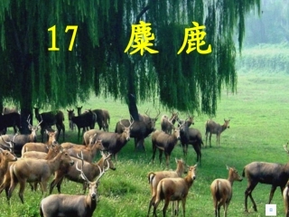 麋鹿课件 (2)