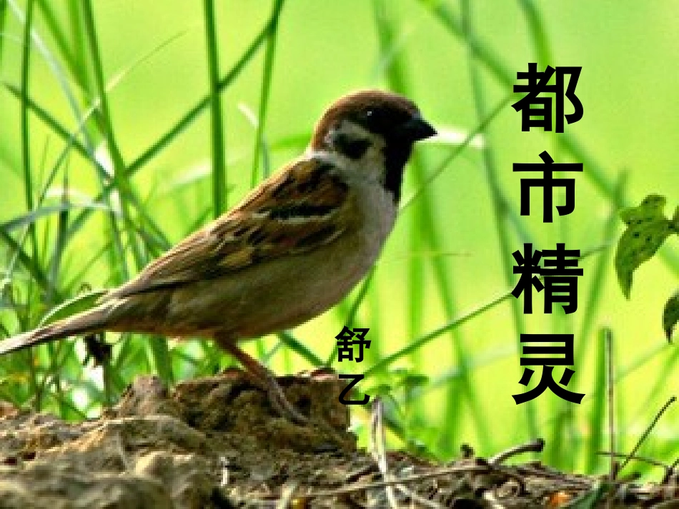 都市精灵 (4)_第1页