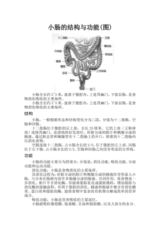 小肠的结构与功能(图)