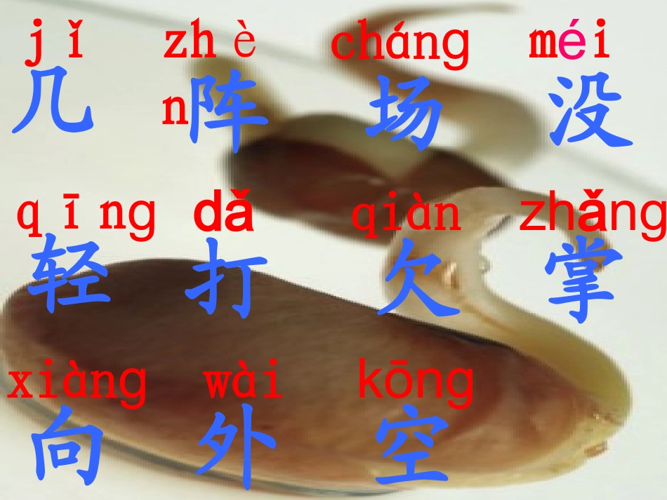 西师版一年级下册《种子》课件_第2页