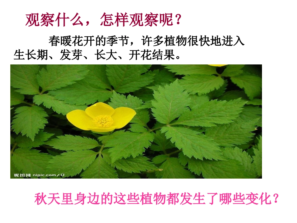 教科版科学三上《植物发生了什么变化》PPT课件9_第3页