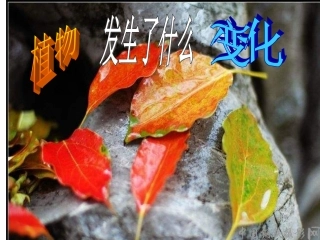 教科版科学三上《植物发生了什么变化》PPT课件9