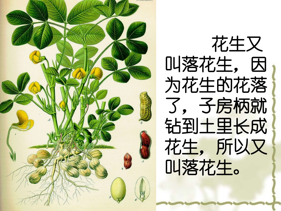落花生课件课件_第2页