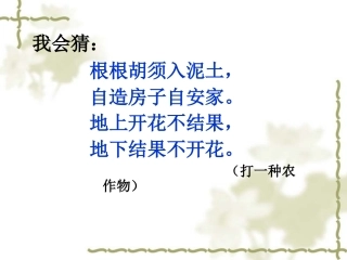 落花生课件课件