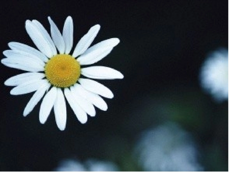 菊花结合季节开展活动，让幼儿认识菊花，了解菊花。_第2页