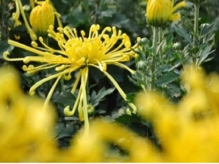 菊花结合季节开展活动，让幼儿认识菊花，了解菊花。