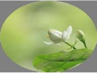 茉莉花公开课件