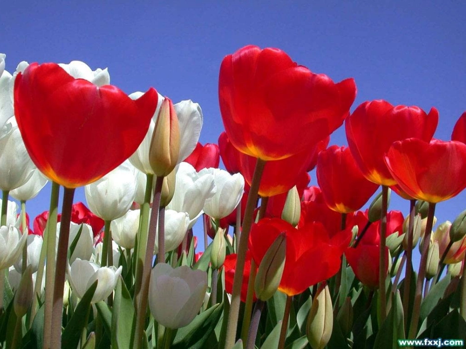 荷兰风车上课_第1页