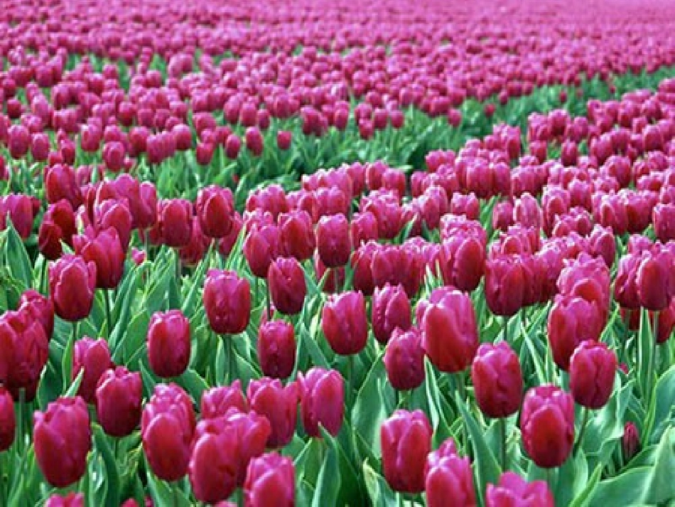 荷兰风车上课_第2页