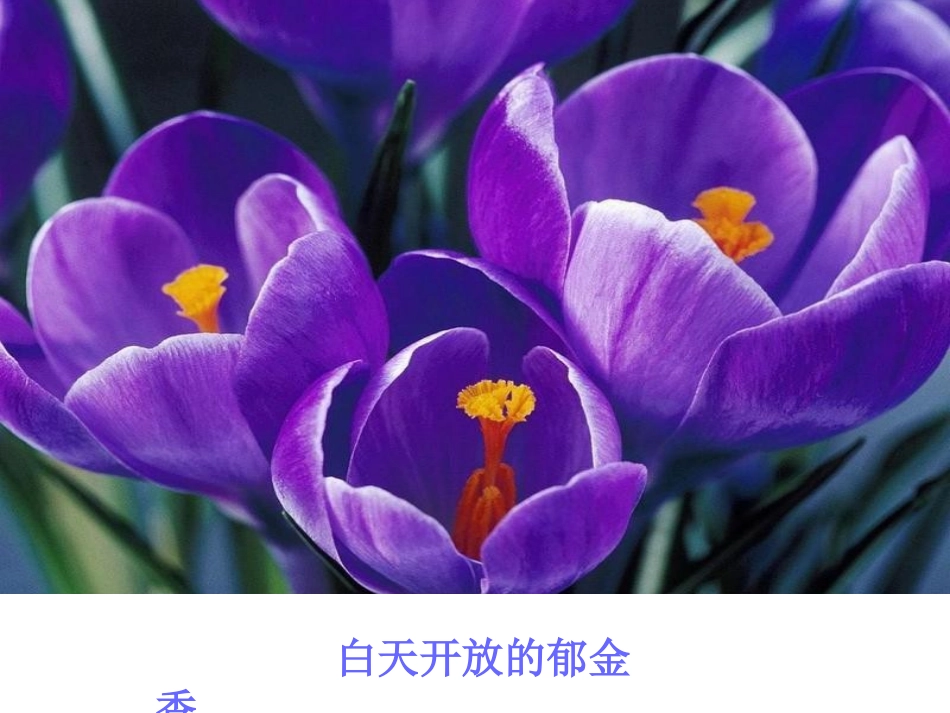 小学科学苏教版五年级上册—昼夜对动植物的影响_第3页