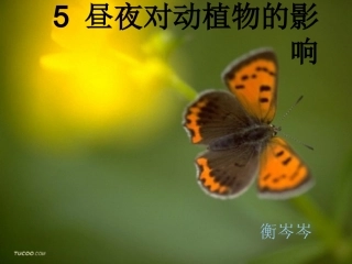 小学科学苏教版五年级上册—昼夜对动植物的影响