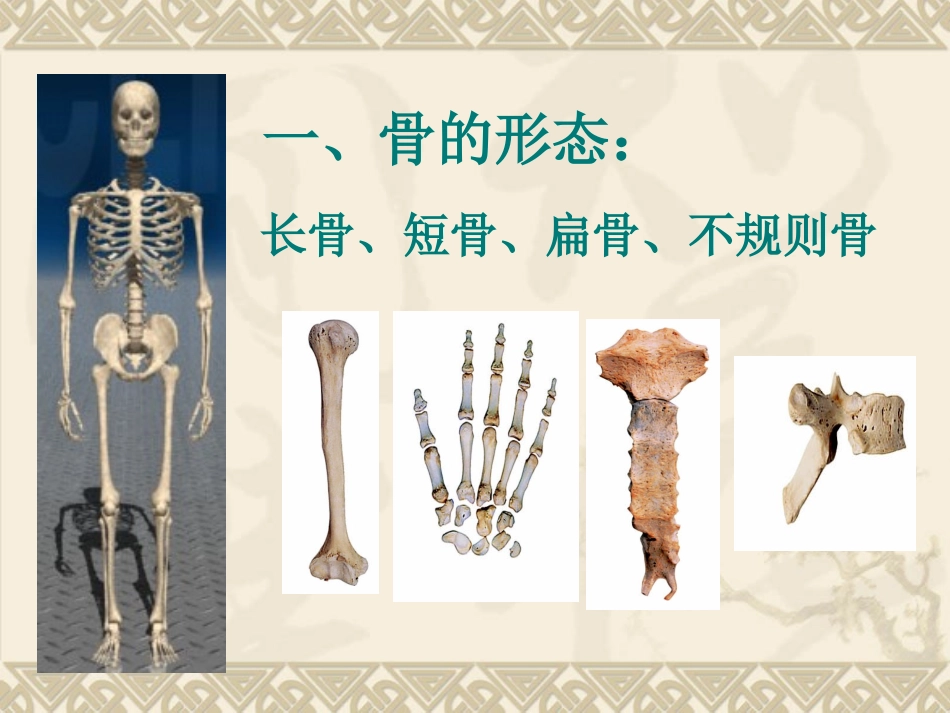 骨的形态和结构_第2页