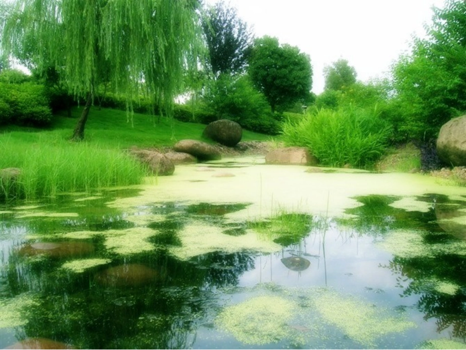 苏教版语文一年级下册《小池塘》课件_第2页