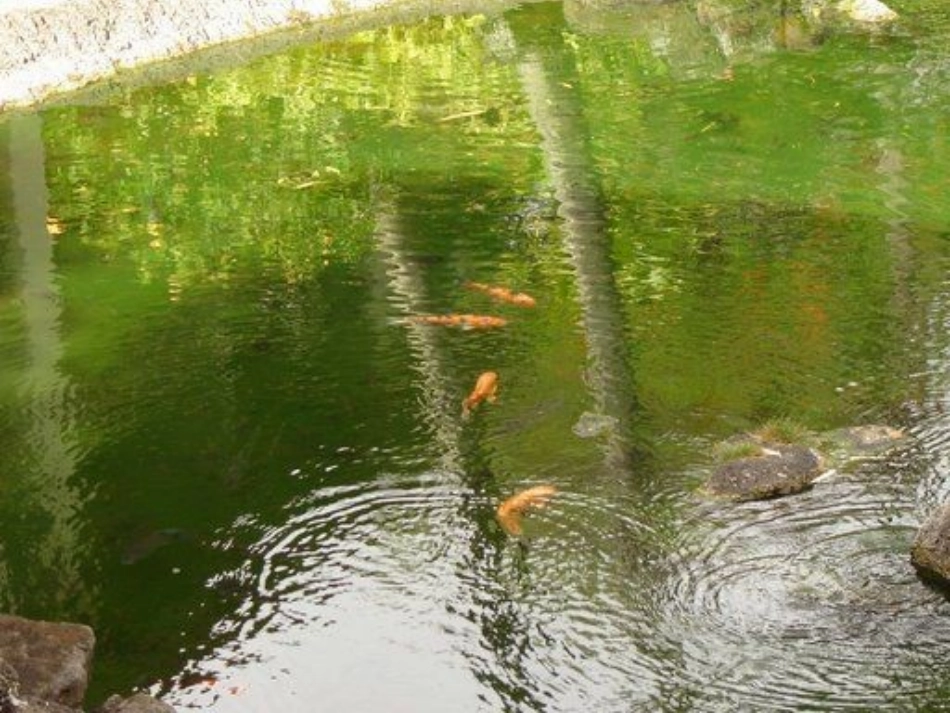 苏教版语文一年级下册《小池塘》课件_第3页