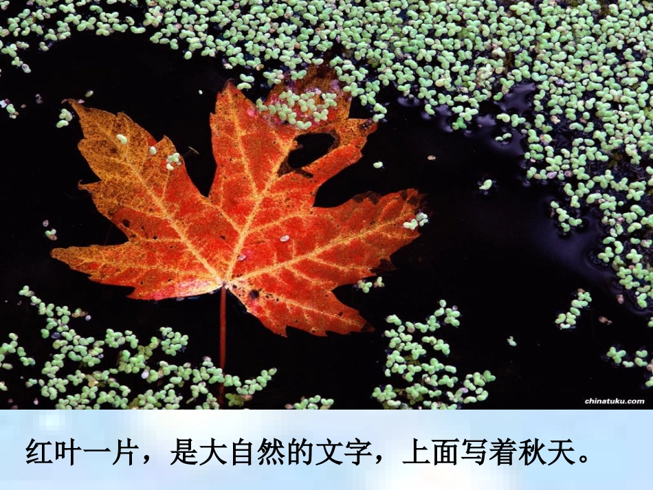 苏教版小学语文六年级上册《大自然的文字》_第3页