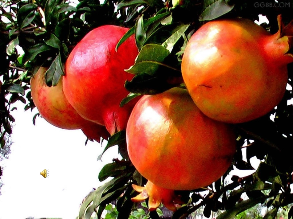 苏教版三上语文16石榴课件[1]_第2页